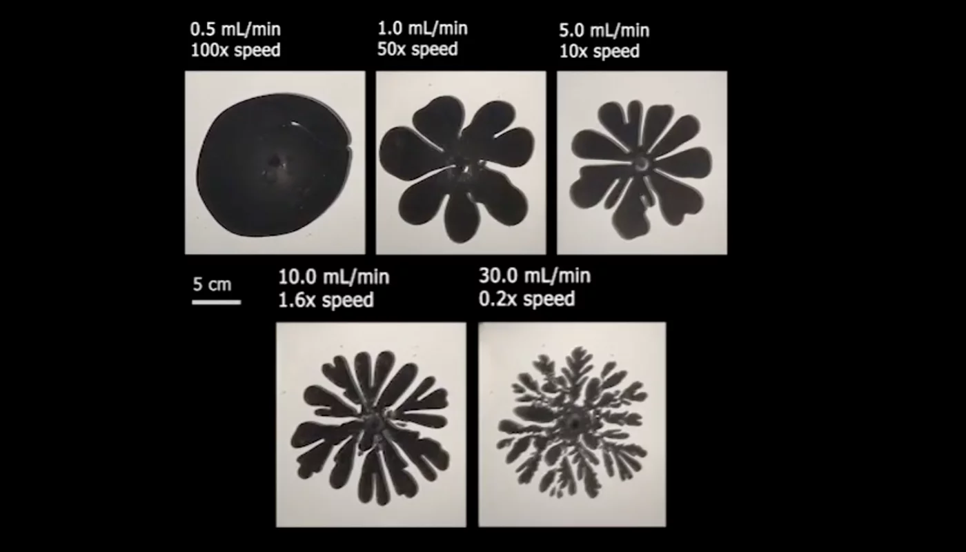 A comparison of the bloom sizes and shapes from different flow rates of the pigment into the mineral oil cells