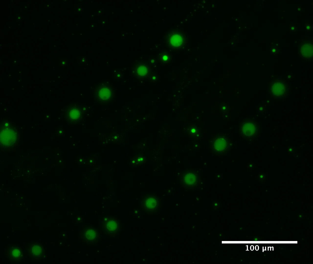 The team's polyester microdroplets, stained with fluorescent dye, which could help fill in the gaps for how the first biological cells arose