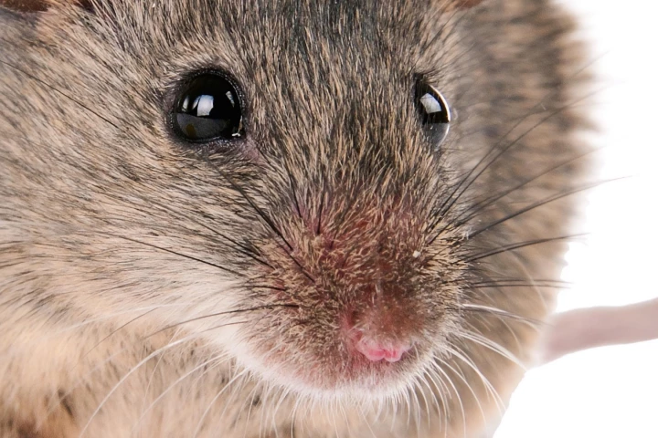 Scientists have used nanotechnology to give mice the ability to perceive near-infrared light