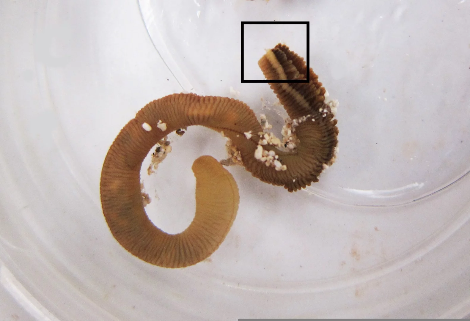 The tail end of the worm after being cut - the boxed area indicates where the worm will grow a new head