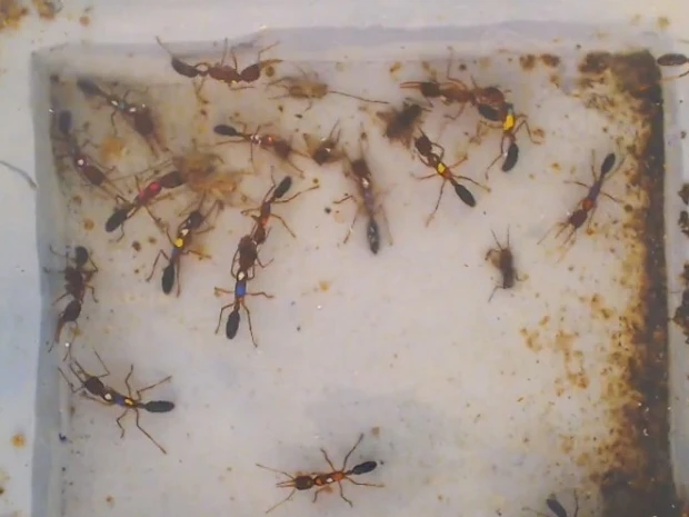 Three mutant ants in a colony were engineered to lack a gene that enables their “sense of smell”
