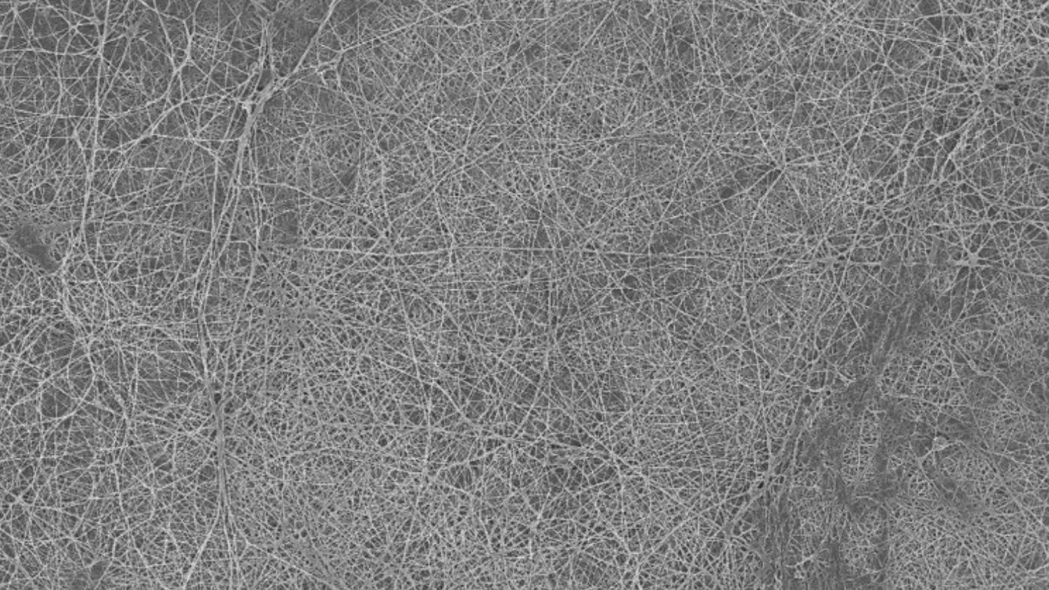 A microscope image of the bacterial biofilm, made of cellulose, that the researchers used to filter water and oil