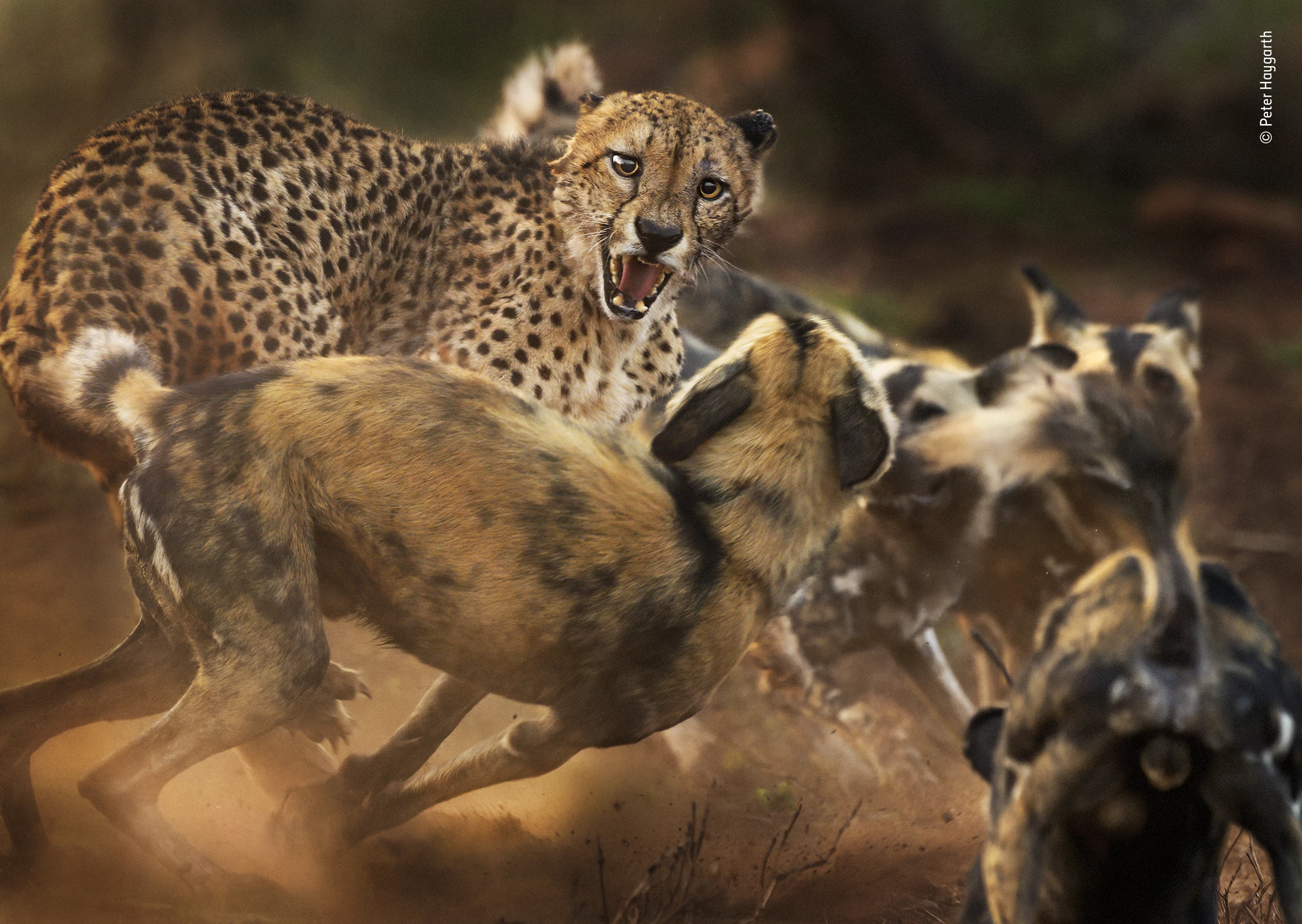 "Big cat and dog spat" by Peter Haygarth, UK. Highly Commended 2019, Behaviour: Mammals. In a rare encounter, a lone male cheetah is set upon by a pack of African wild dogs. (Both species have disappeared from much of their former ranges, with fewer than 7,000 left of each, mainly due to habitat loss and fragmentation. Both exist at low densities.) Peter had been following the dogs by vehicle as they hunted in Zimanga Private Game Reserve, KwaZulu-Natal, South Africa. A warthog had just escaped the pack when the leading dogs came across the big cat. At first, the dogs were wary, but as the rest of the 12-strong pack arrived, their confidence grew, and they began to encircle the cat, chirping with excitement. The elderly cheetah hissed and lunged back at the mob, his left ear tattered, the right one pinned back in the ruckus. As dust flew in the morning light, Peter kept his focus on the cat’s face. In a few minutes the spat was over as the cheetah fled.