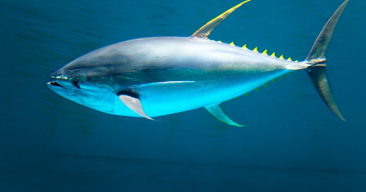 Fish evolve to reap the rewards of protected waters