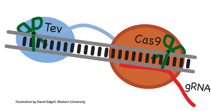 The new CRISPR enzyme, TevCas9, will be able to make cuts to DNA in two places at once