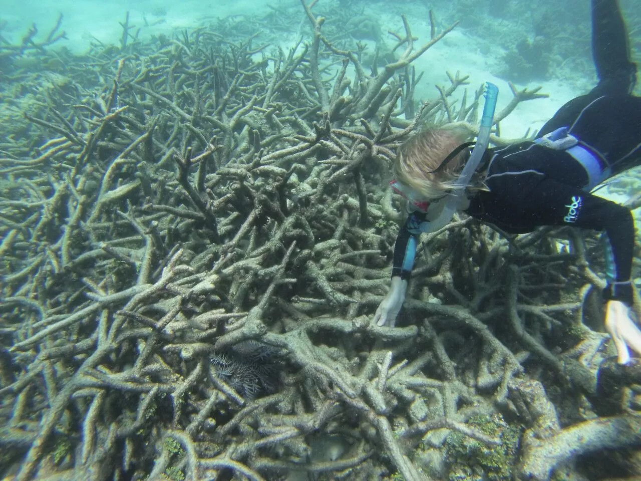 Wild, uncontrollable outbreaks over the past few decades have seen thecrown-of-thorns starfish multiply to devour vast amounts of coral in the Great Barrier Reef, and as it stands there's little that can be done
