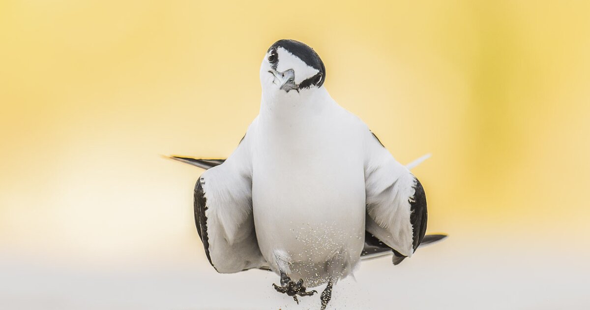 Gallery: Australian Geographic Nature Photographer of the Year finalists