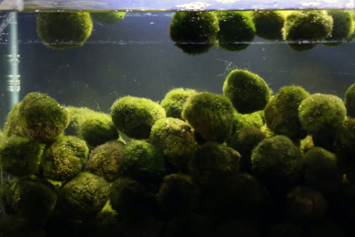 Along with being a much-loved part of Lake Akan, marimo algae balls are also popular with aquarists