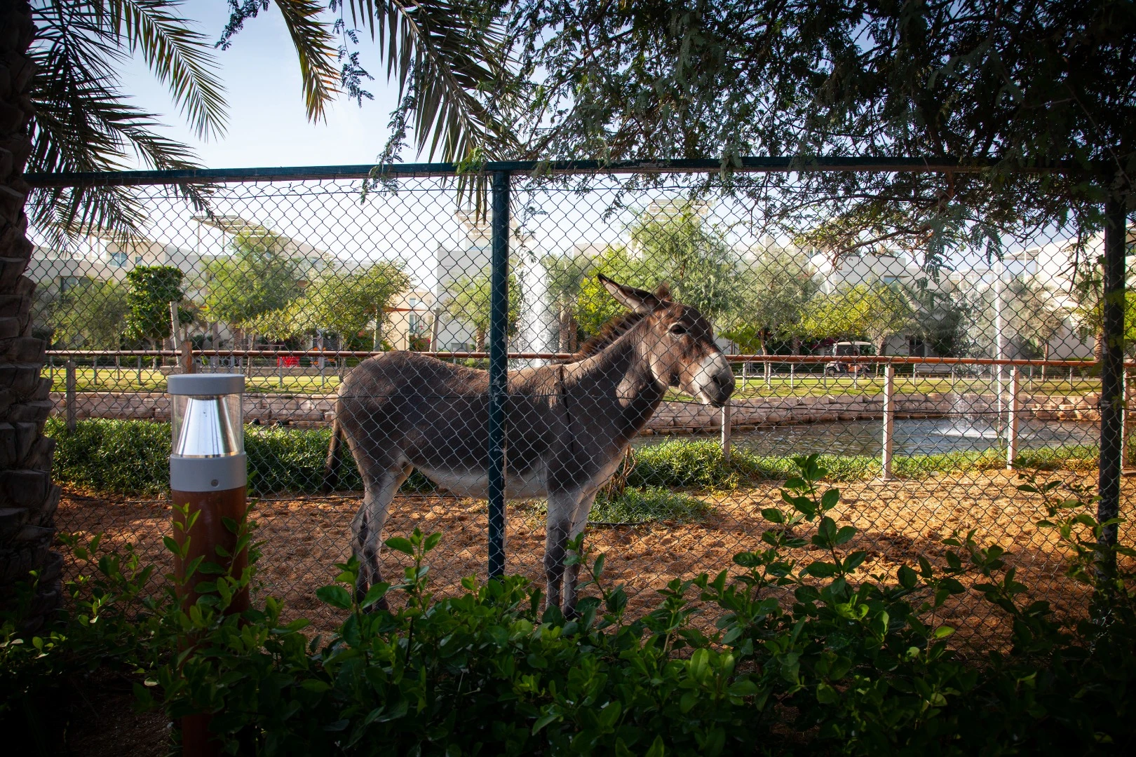 A rescued donkey at the Dubai Sustainable City