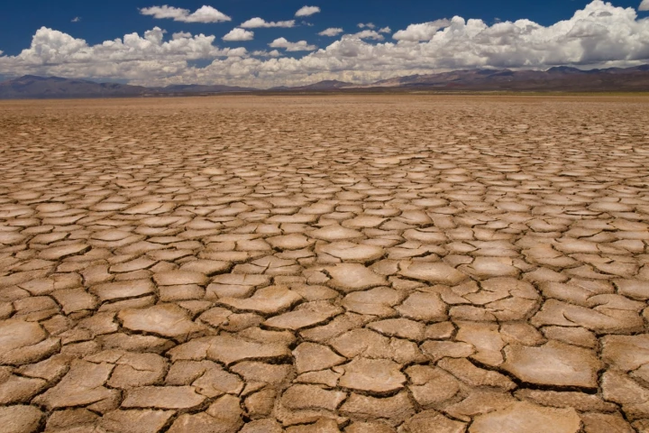 Animals, humans and the environment are all damaged by extreme heat events
