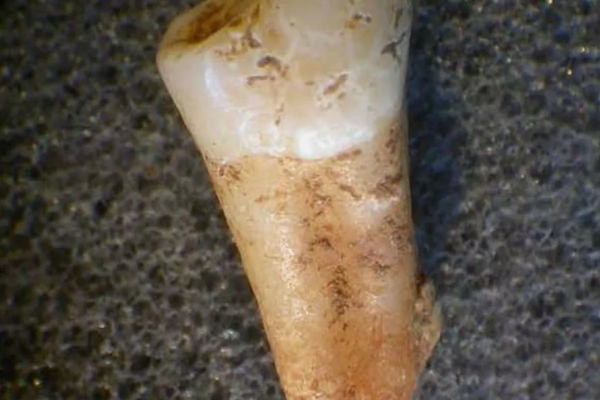 By studying the oxygen isotope variability of ancient teeth, researchers have found that prehistoric people in Britain and Europe were surprisingly mobile