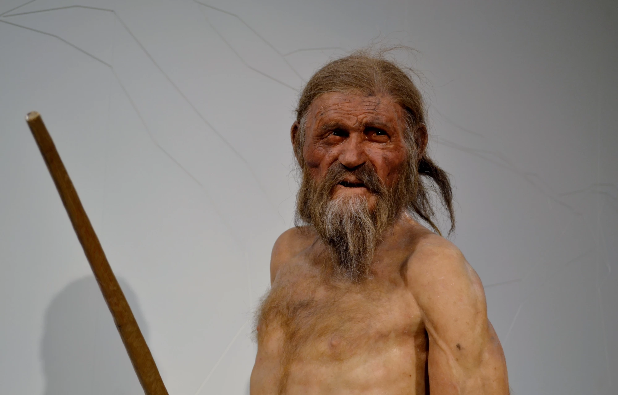 An earlier reconstruction of Ötzi the Iceman in a museum in Italy, which may now need updating after a new study conducted a more comprehensive genomic study