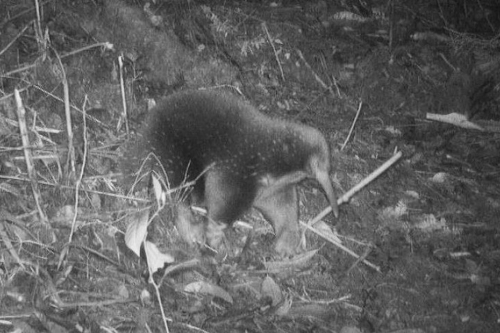 Researchers were thrilled to catch sight of this elusive echidna, previously thought to be extinct