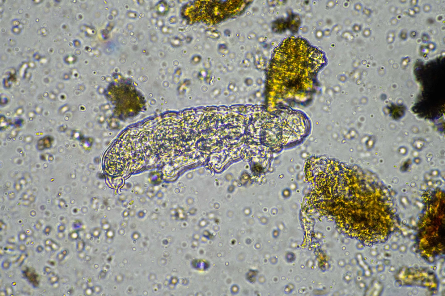 They may only be around 0.05 - 1.2 mm in length, but the microscopic tardigrade has some pretty big biological moves