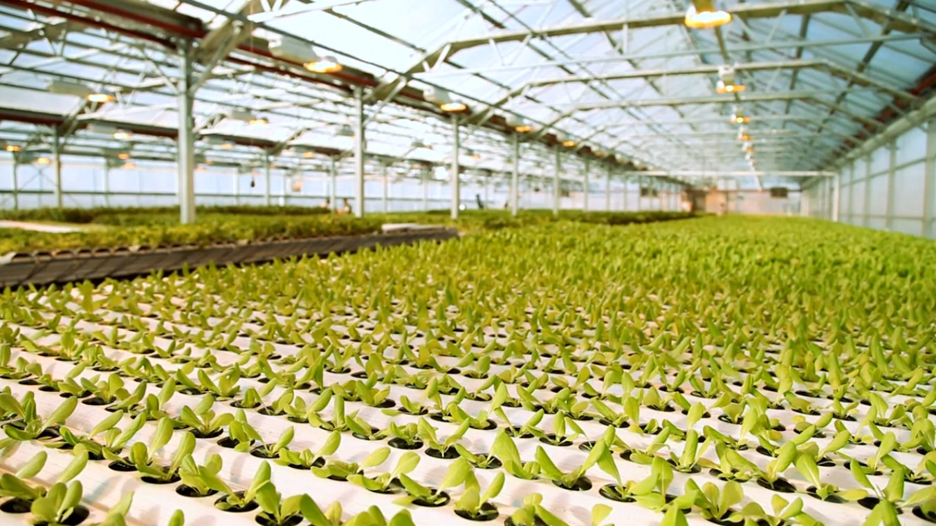 Inside Gotham Greens' Greenpoint farm (Video grab: Dark Rye)