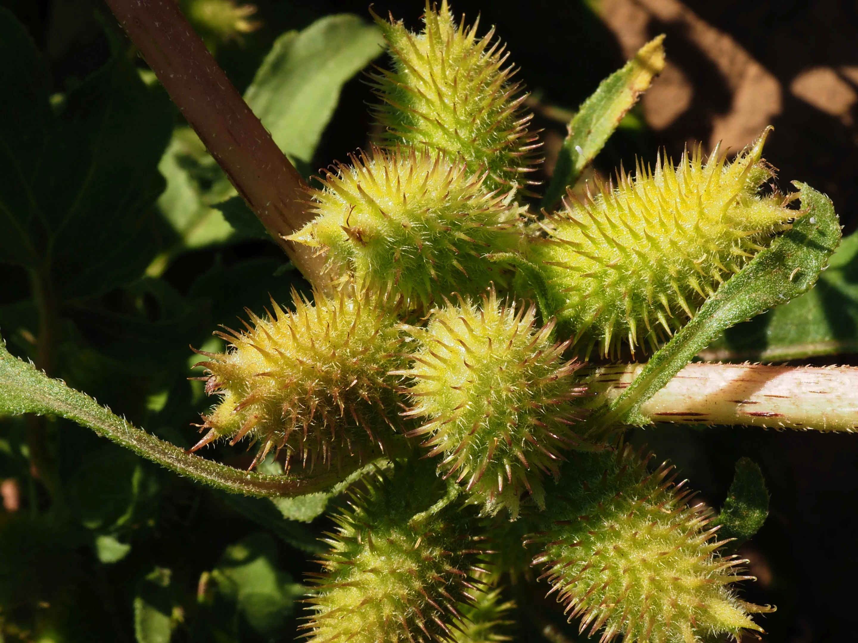 The toxic carboxyatractyloside makes the entire plant poisonous to animals and humans