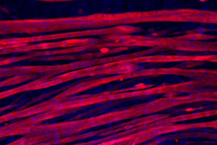 The team was able to grow myotubes in a geltin hydrogel