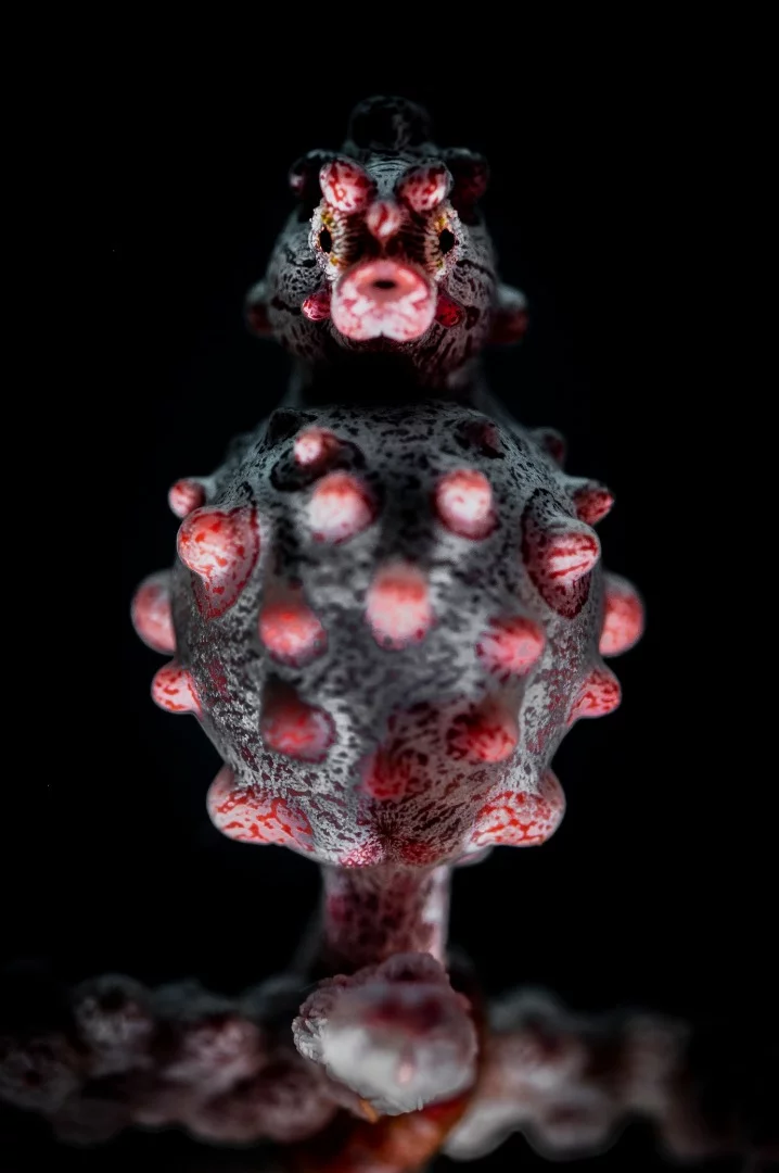 Commended, Category - Portrait. Scuba Seraya house reef, Bali, is home to the most friendly Bargibanti pygmy seahorses