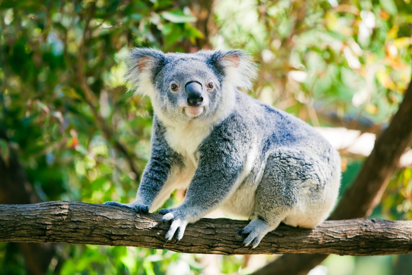 The accuracy of the system was assessed by cross-referencing the koalas' GPS coordinates with the locations identified by the drone