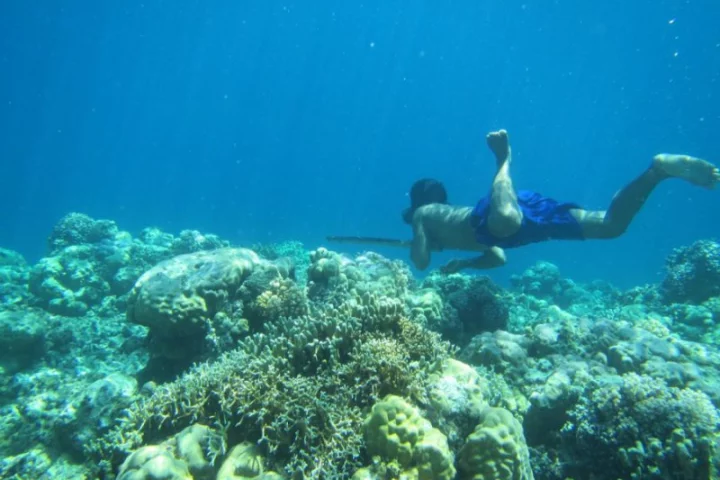 The Bajau people of Southeast Asia spend much of their time diving, and new research has found genetic evidence that they've evolved ways to hold their breath longer