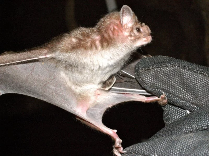 A peptide found in the venom of vampire bats may translate into a new class of blood-pressure regulating drugs