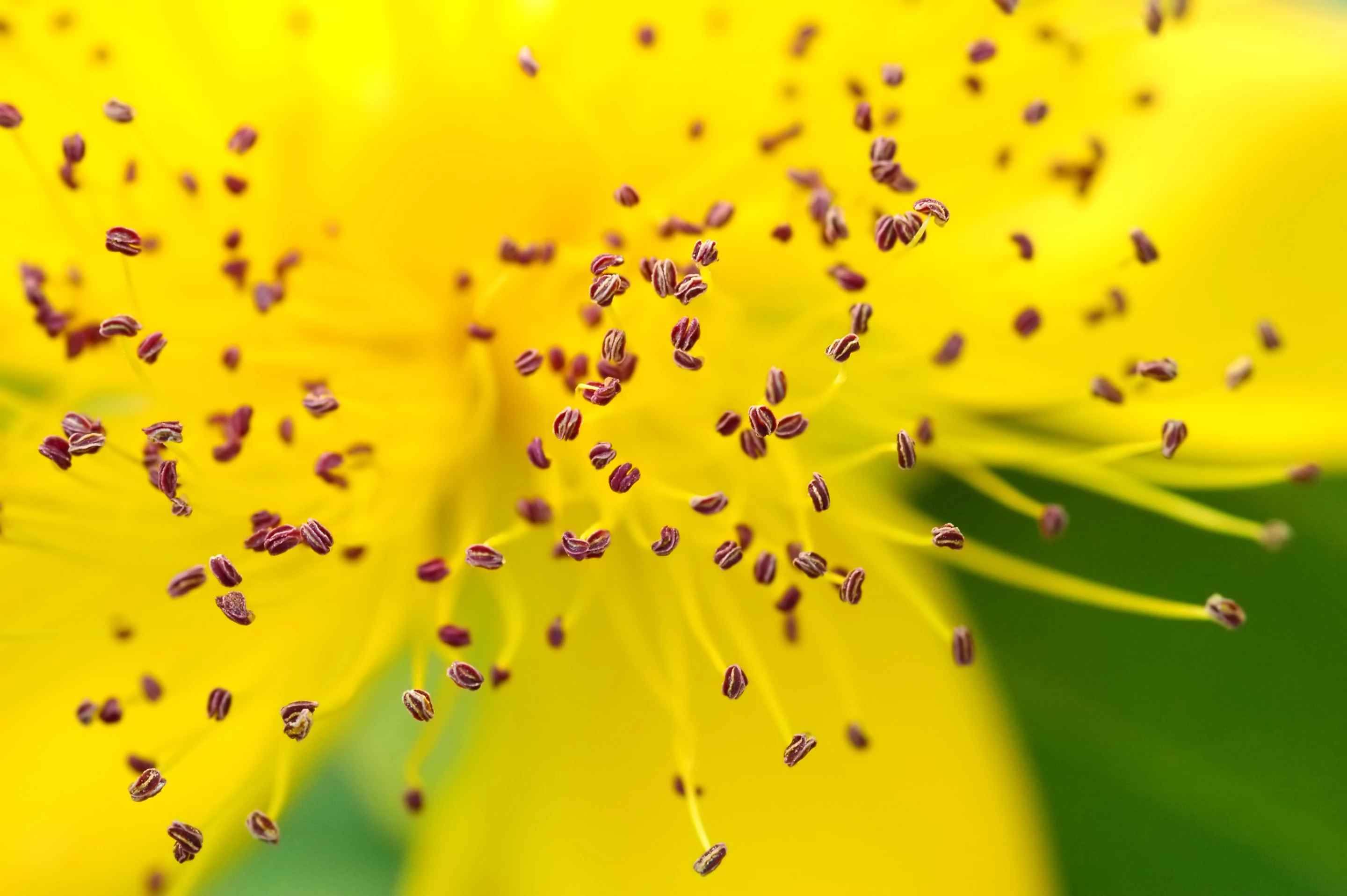 Pollen has served as a starting point for a new type of soft, micro-gel particle