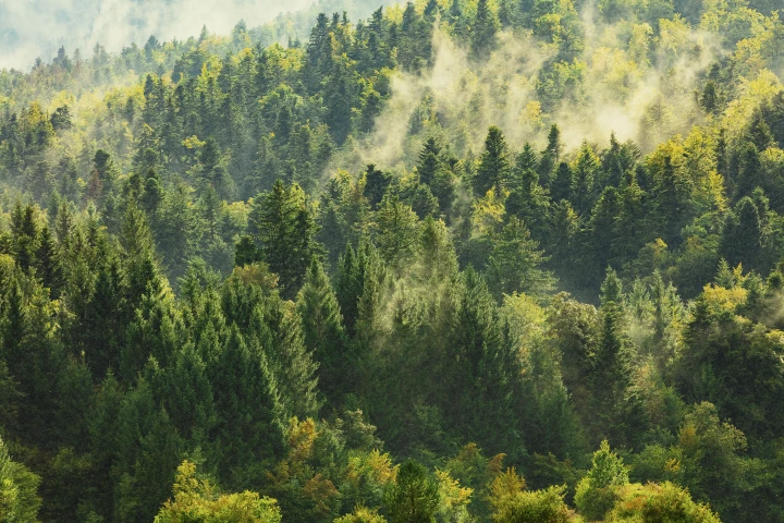 Some plants can produce their own natural pesticide but this self-defense tactic comes at a cost to our air quality