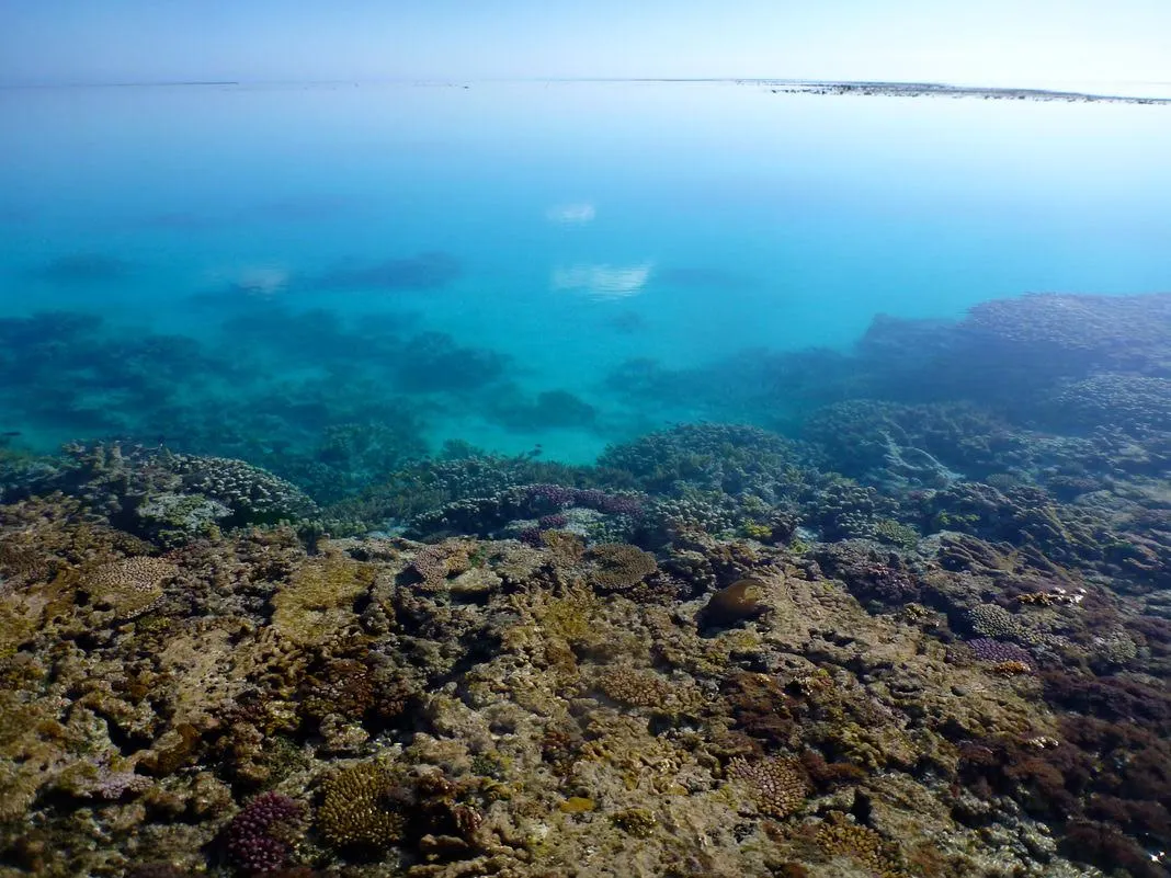 Coral along the reef edge in One Tree Island's lagoon