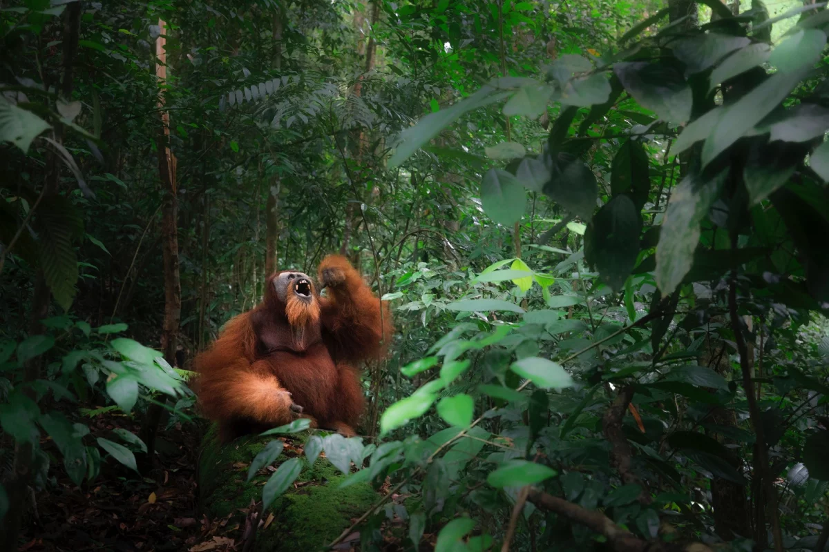 A wild Sumatran orangutan depicted in Gunung Leuser primary forest, Northern Sumatra, August 2017