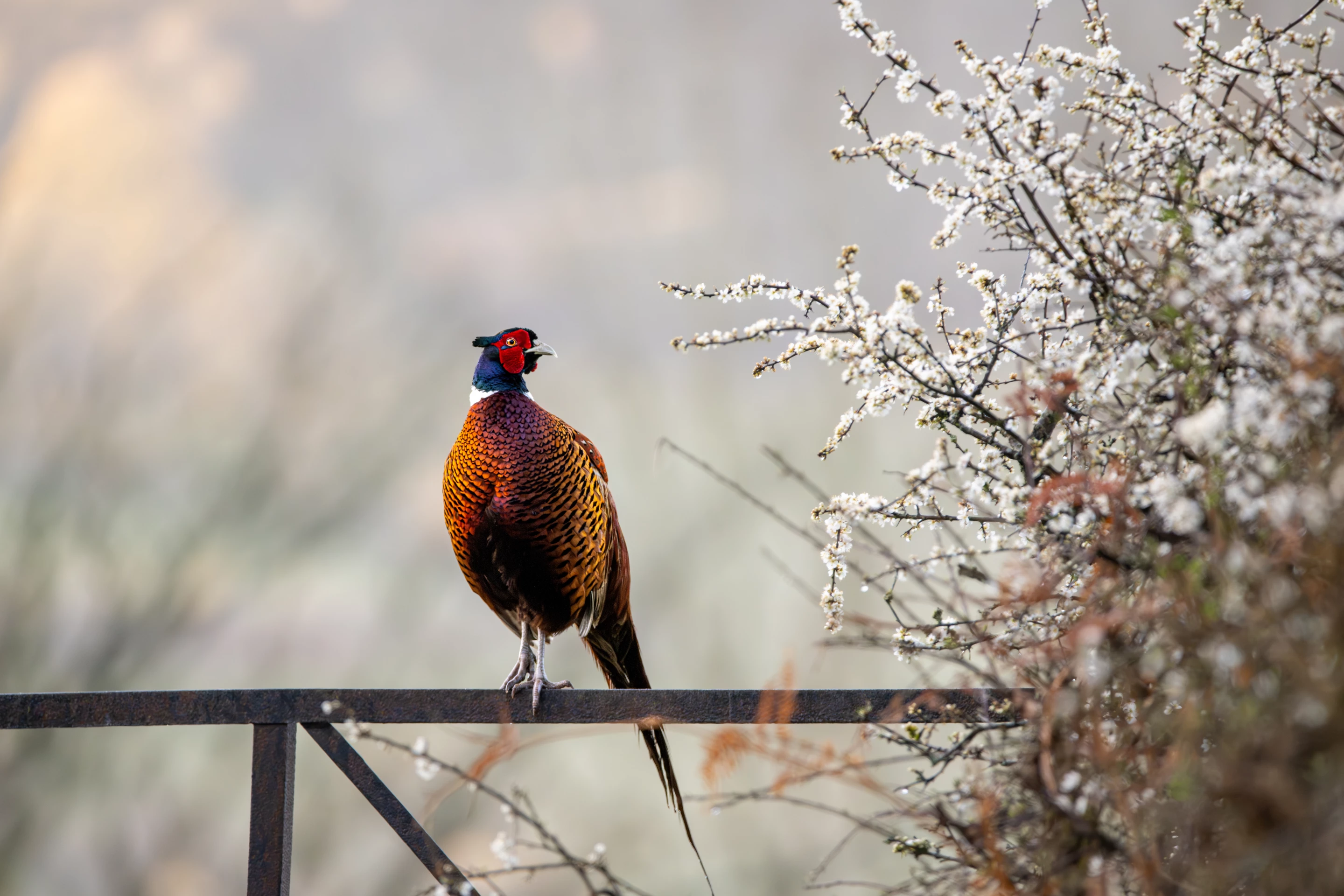"Spring’s Treasures" – Jamie Smart, 11 and under Winner. Taken with Nikon Z 9 with Sigma 150-600mm f/5- 6.3 lens. 480mm; 1/1,000th second; f/6.3; ISO 5,600