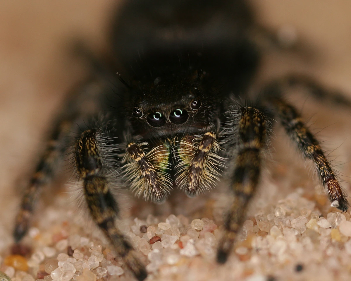 Scientists have discovered that the jumping spider, among other species, can detect sounds over long distances