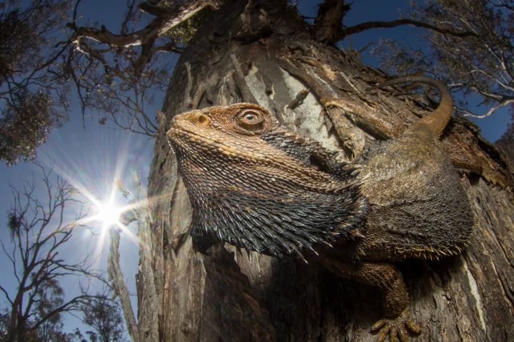 Overall Winner – "The Dragon and the Sun" by Damien Esquerre