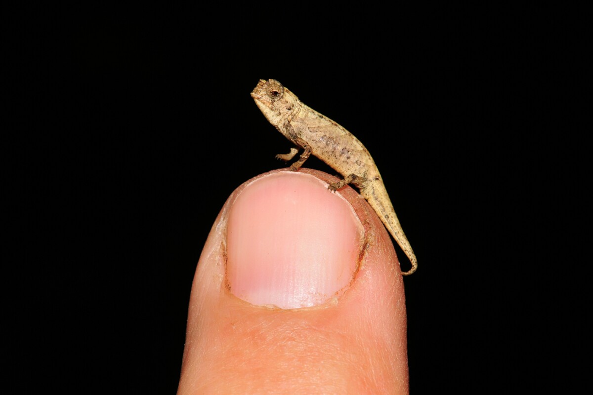 The newly discovered Nano-Chameleon (Brookesia nana) is the smallest known reptile in the world