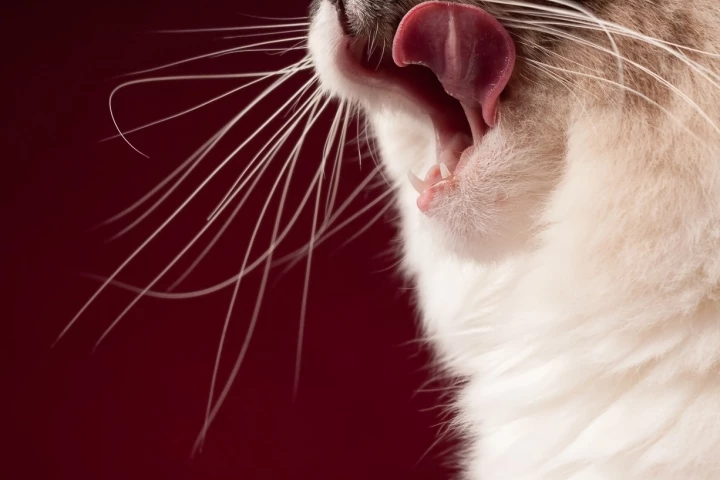 The team plans to also study the tongues of bigger cats like lions and tigers to understand how the spines scale across the family