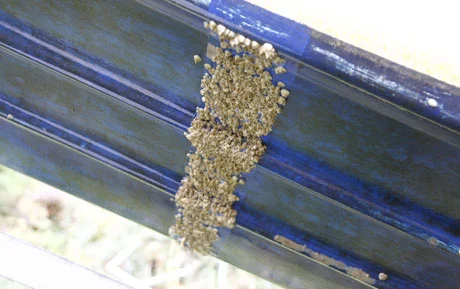 The hull of a boat that was painted with a coating containing macrocyclic lactones, with the exception of the stripe down the middle