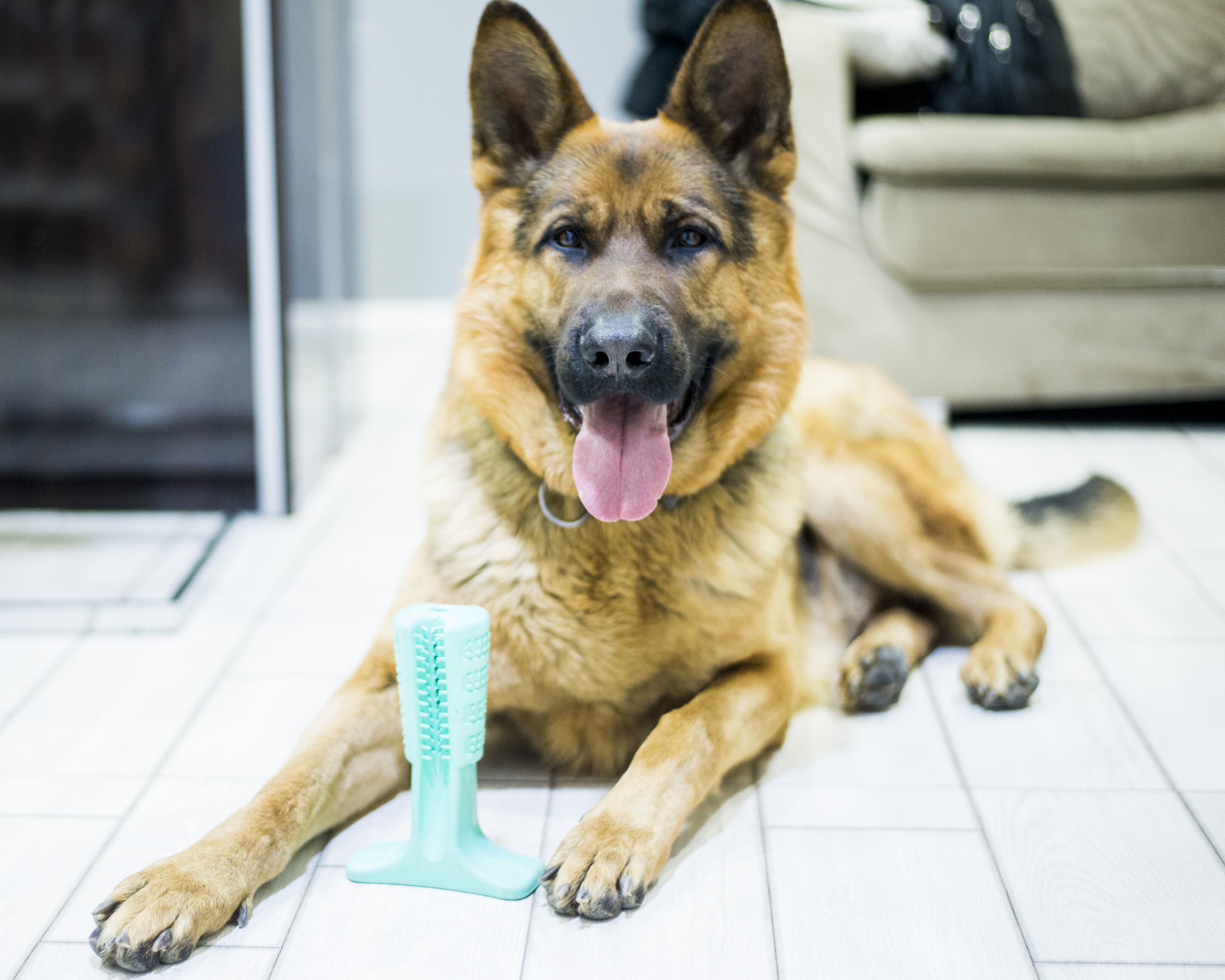 Bristly doggy toothbrush lets your hound do the grunt work