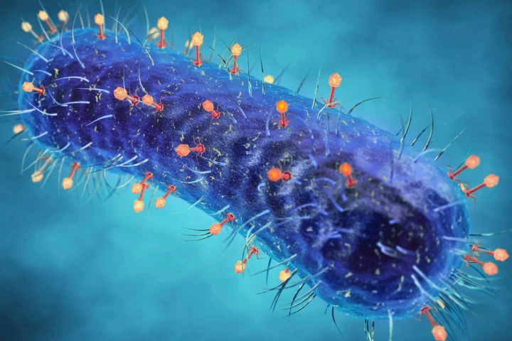 Illustration of prophage covering a bacterial cell