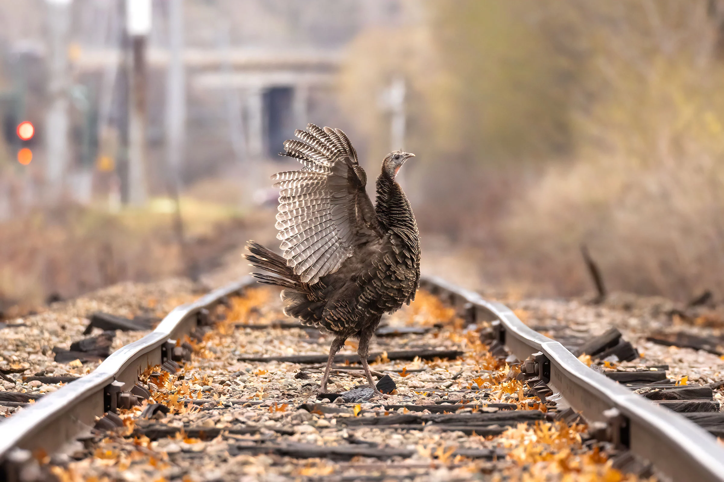 Female Bird Prize Winner: Wild turkey (Meleagris gallopavo) by Travis Potter, Roseville, Minnesota, US