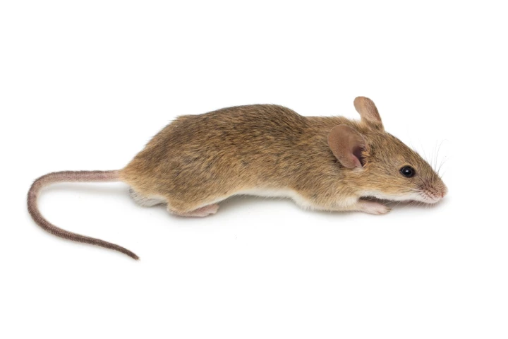 Based on mice studies, damage to joint cartilage may be added to the list of health hazards faced by astronauts