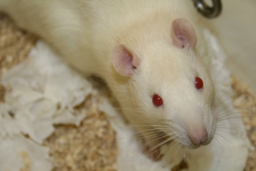 Scientists have successfully replaced a rat's cerebellum with a chip programmed to perform the same functions (Photo: Jean-Etienne Poirrier)