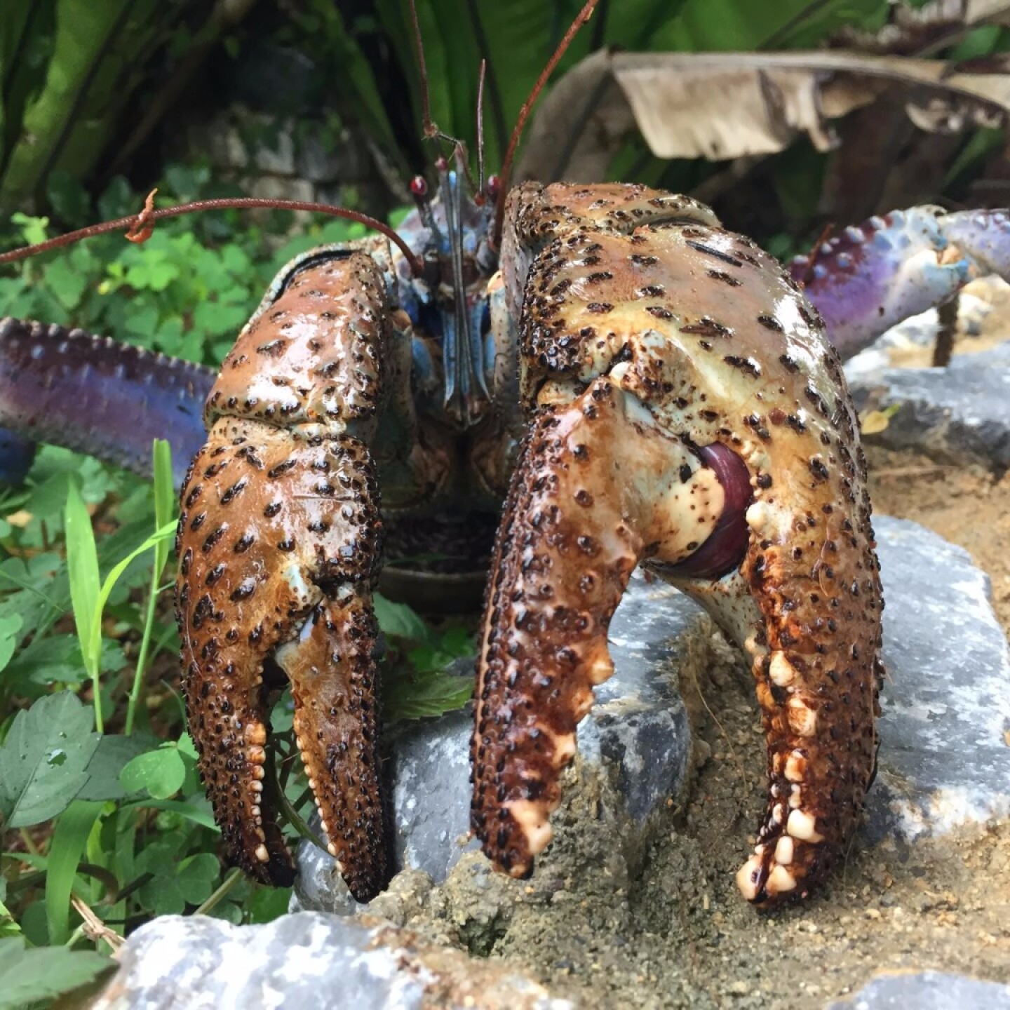 Coconut crabs have a killer clamp