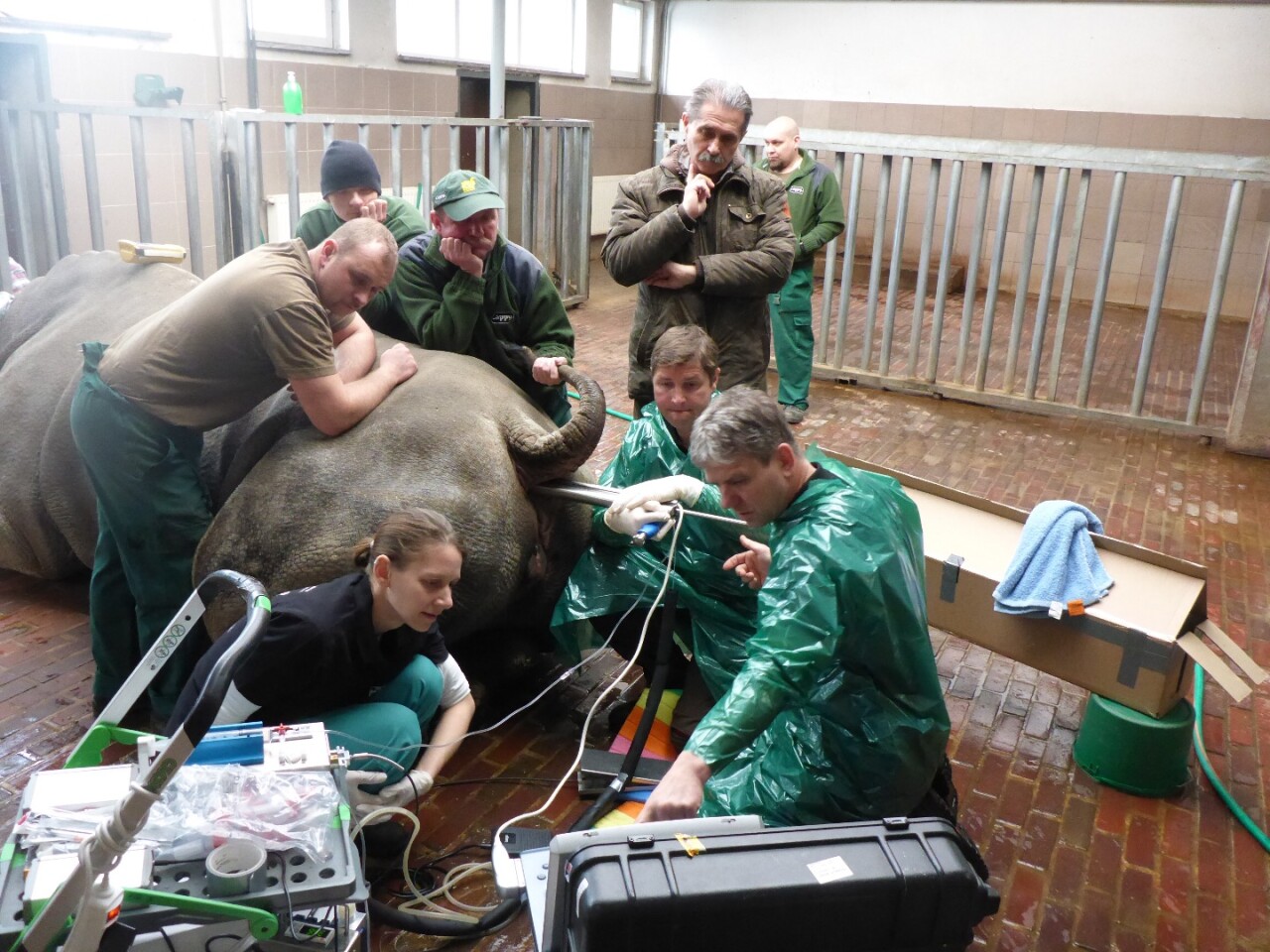 Scientists collect reproductive cells from a southern white rhino