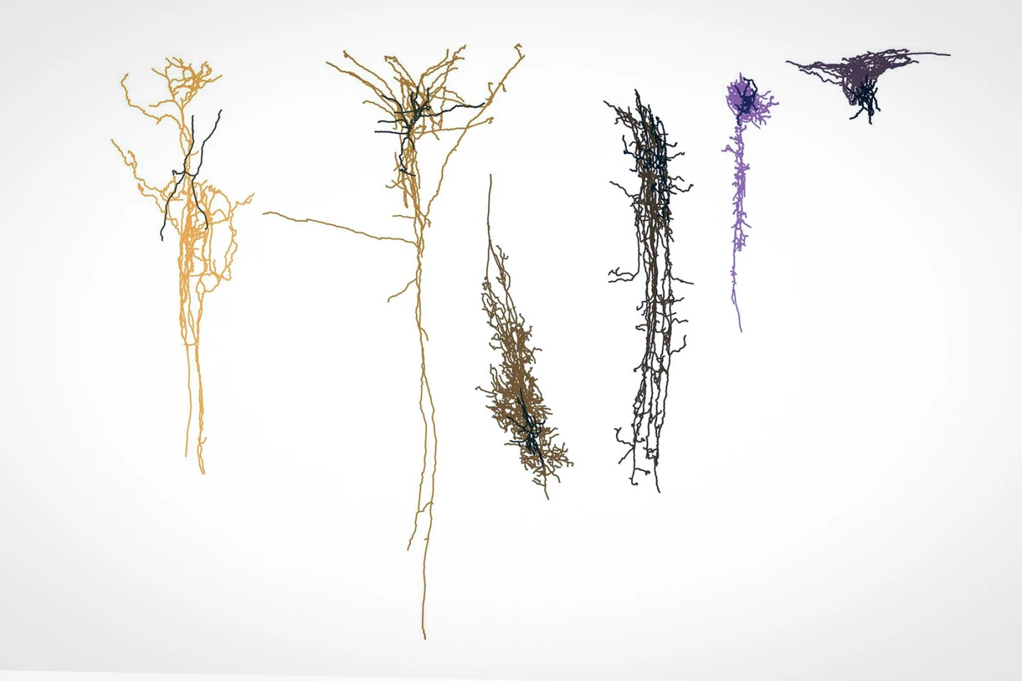 The vulnerable neurons seen in early Alzheimer's disease