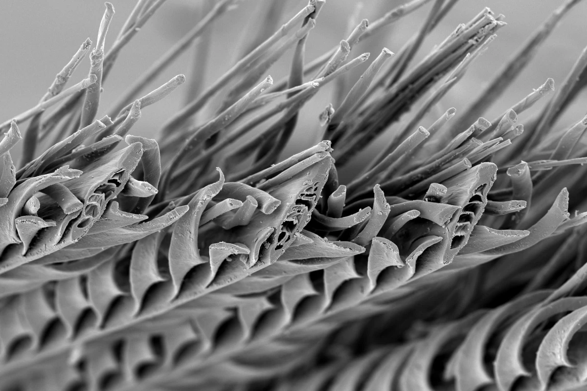 Scanning electron micrograph of the inner zone of a dry Namaqua sandgrouse belly feather showing the barb shaft, the helical coils of the barbules adjacent to the barb shaft and the straight, fibrous extension of the barbules beyond the helical coils