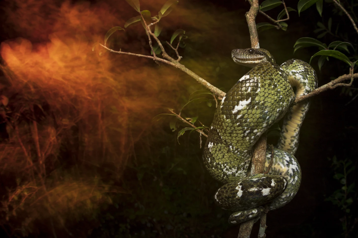 Roberto García Roa won the overall award for this photograph of a Malagasy tree boa