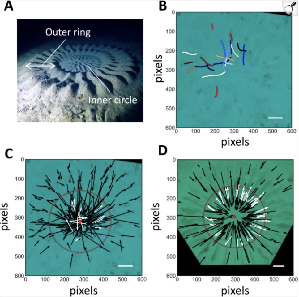 Outer-ring construction by a male pufferfish. (A) Photo image of a pufferfish nest (final-stage). (B) The trajectories of first 20 (of 229) consecutive excavations by a male pufferfish in the early stage, obtained by tracing the location of the dorsal fin in every 0.5 seconds. (C,D) The simplified trajectories of the same pufferfish