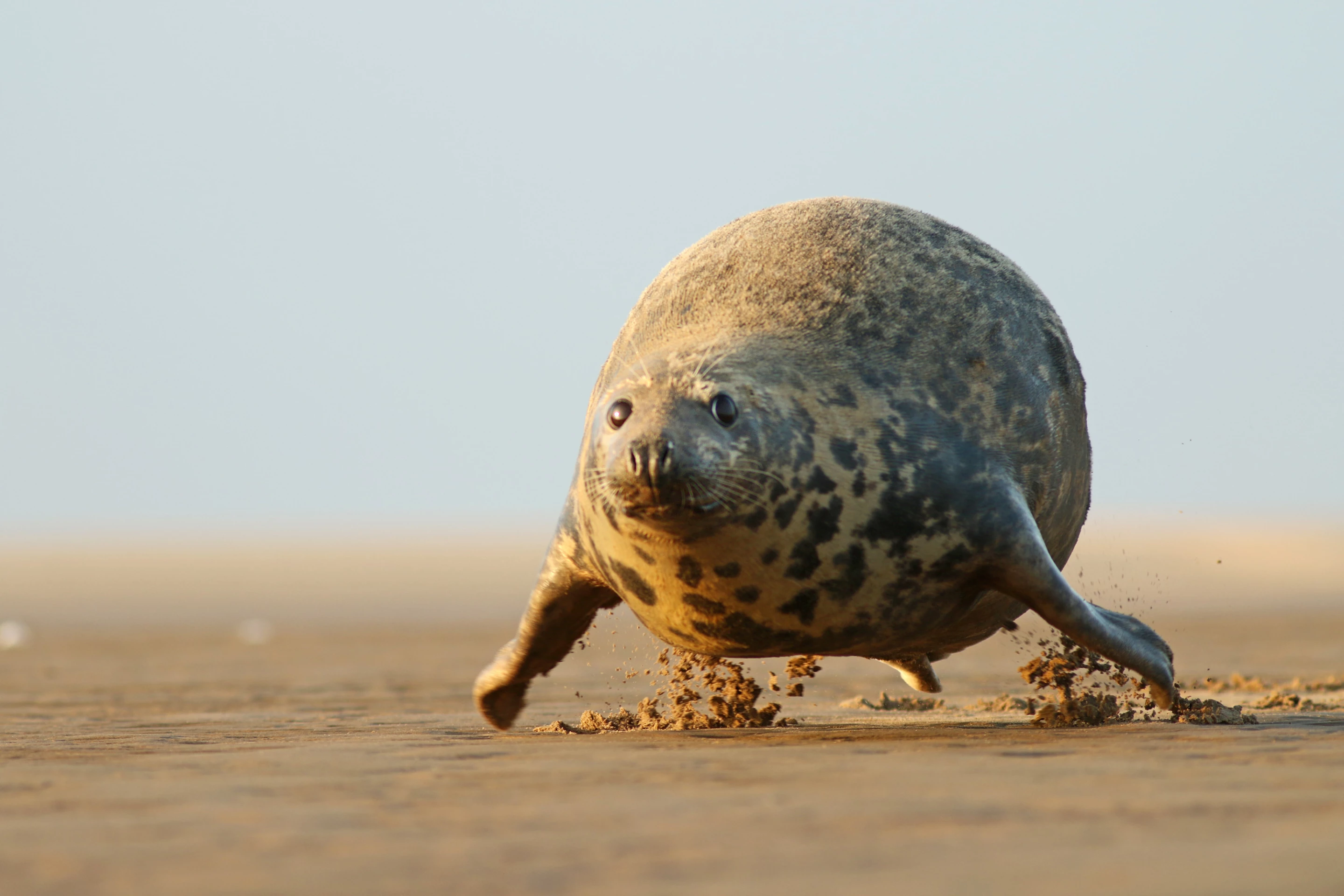 "Everyone can fly" : Grey Seal, East coast of England
