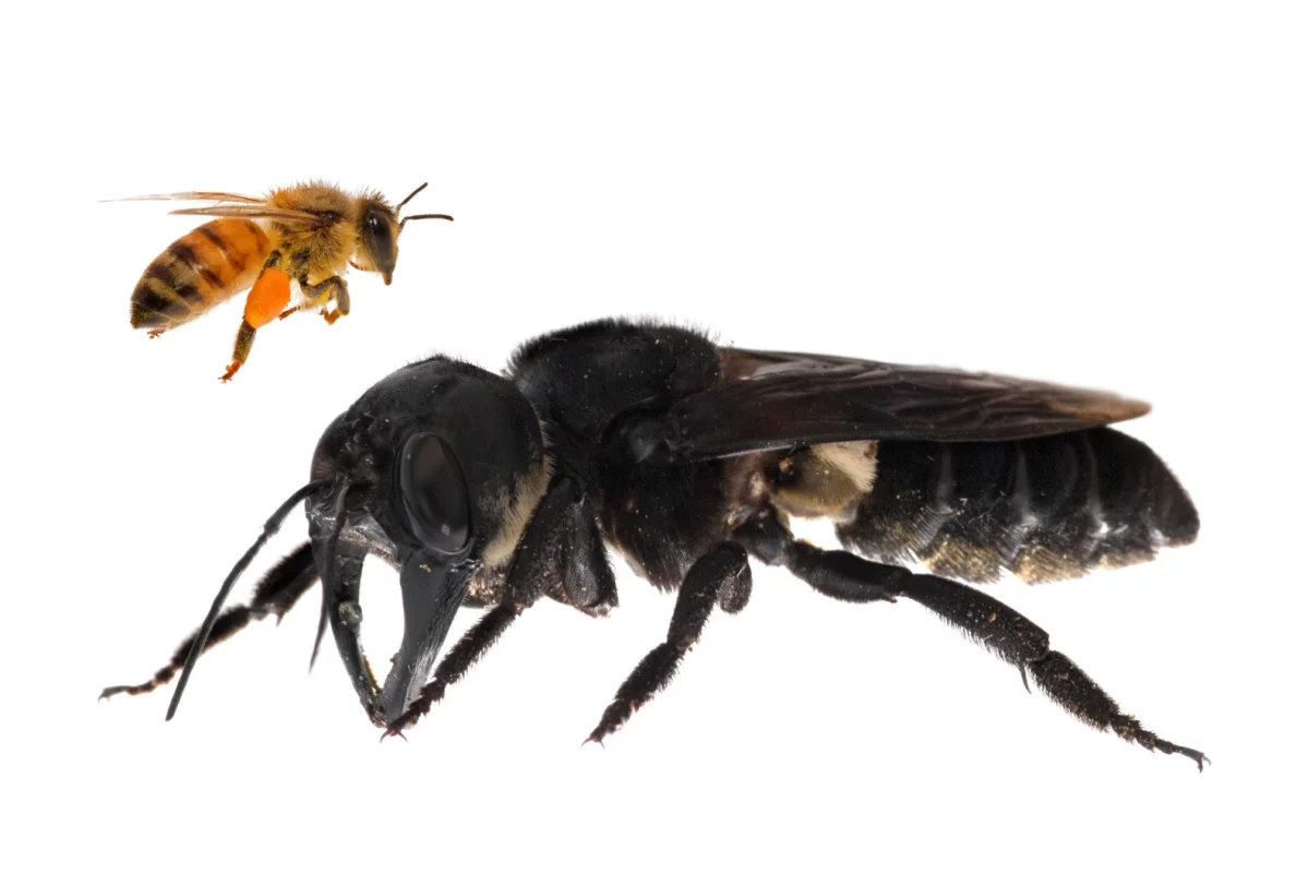 Wallace's giant bee, the largest known bee species in the world, is four times larger than a European honeybee