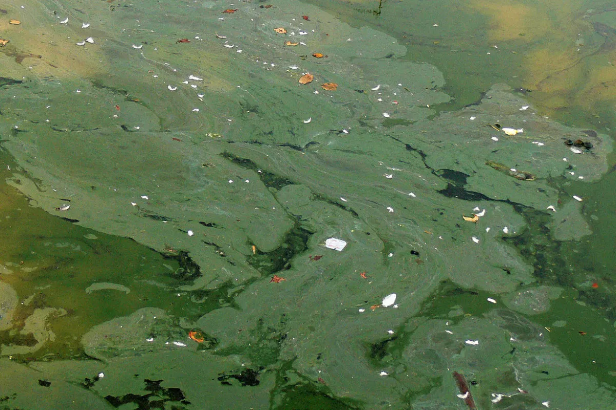 You probably wouldn't need to be told not to swim in this – a particularly scummy cyanobacteria infestation (Photo: Lamiot)