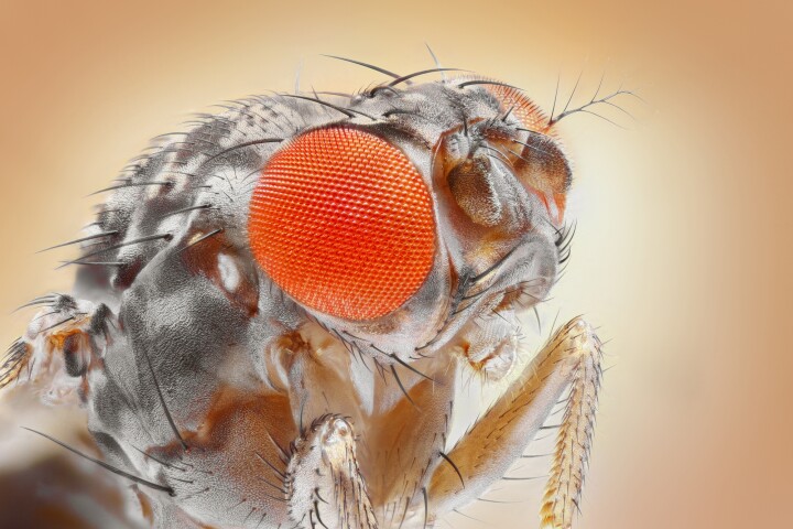 Fruit flies
can't move their eyes within their
heads, but that doesn't hold them
back